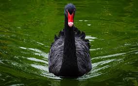 black swan