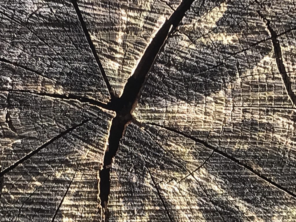 The image is here to show checks in the heartwood, good for burning not for sawing.