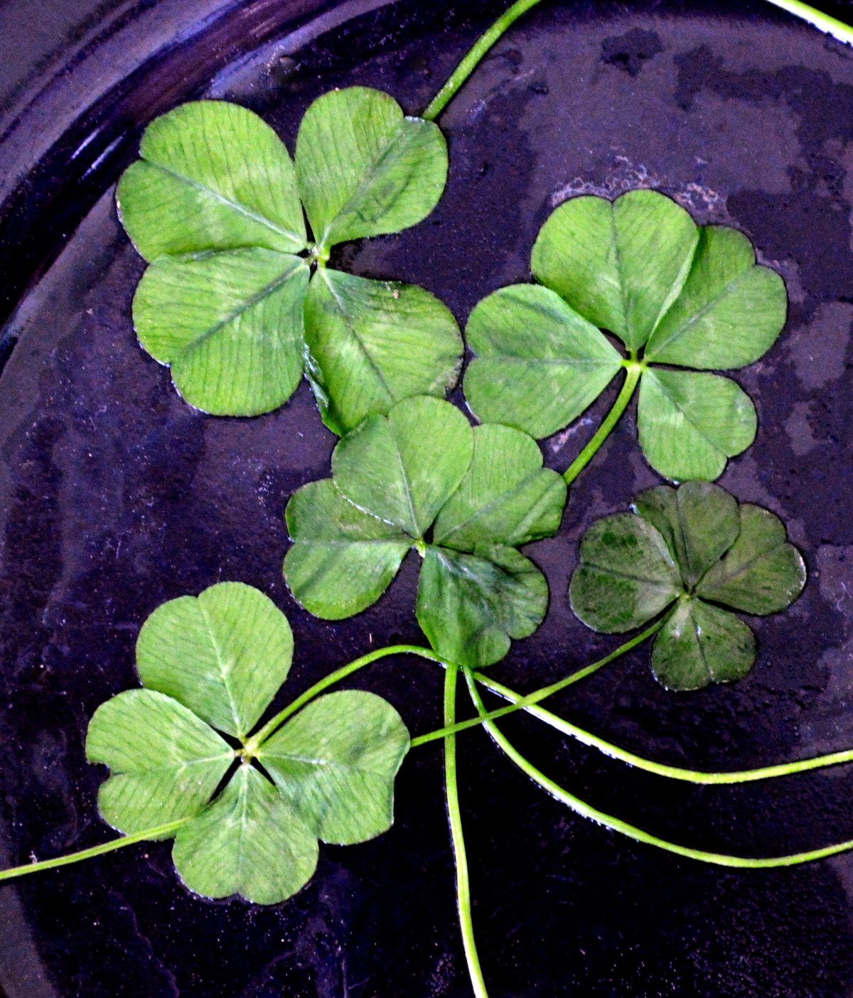 The Four-Leaf Clover and the Centipede