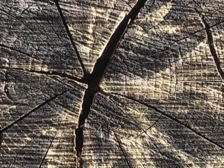 The image is here to show checks in the heartwood, good for burning not for sawing.