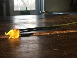 Daffodil for my granddaughter on this Redwing Blackbird Spring day.