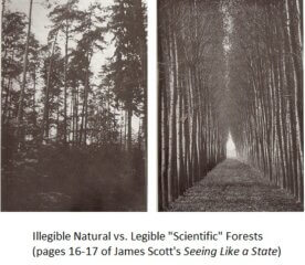 On the image to the left as you look at it on the page you see what Scott calls an "illegible" natural forest. Growth is constrained from within the forest's rules as a whole ecosystem. The image on the right is a legible forest, in a grid like a city and controlled so that it is easily taxed and farmed.