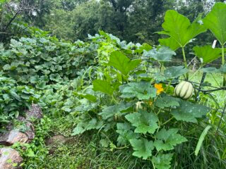 Feral Squash